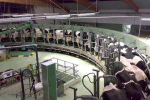Chinesa Yili investe em 'maior fábrica de manteiga no exterior' na Nova Zelândia